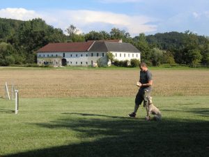 Es kann gleich losgehen - Luke schaut aufmerksam auf Herrchen